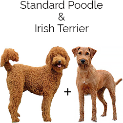 Irish Troodle Dog